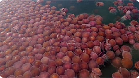 Sea turns red as thousands of jellyfish swarm southern Philippines in videos and pictures ...