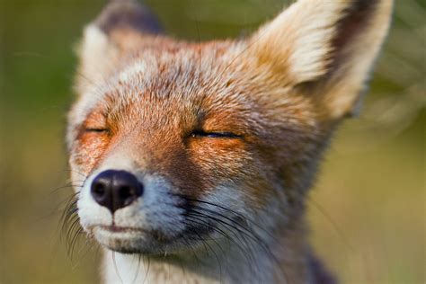 Your Guide To Domesticated Pet Foxes | Our Fit Pets