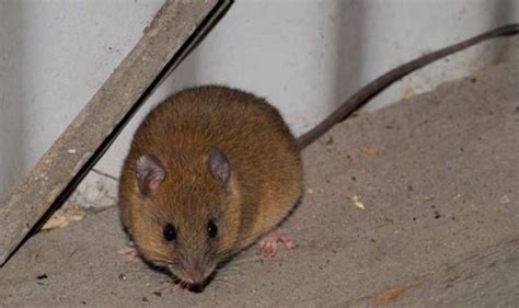 Invasion of the giant ginger rats spotted near the Border | UK | News ...