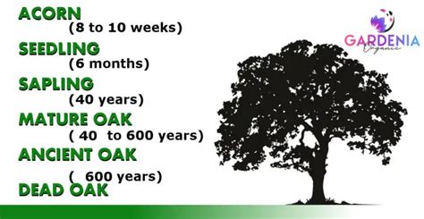 Oak Tree Growth Rate Guide (With Chart) - Gardenia Organic