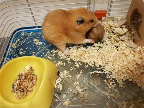 Homemade Chew Toys For Hamsters | Wow Blog