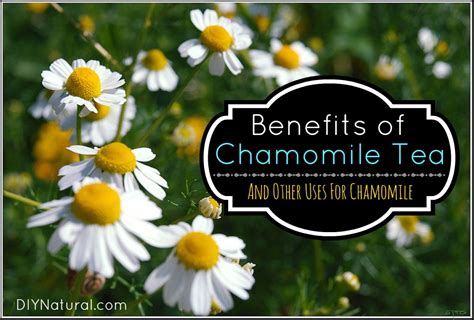 Chamomile Tea Benefits and Other Uses for Chamomile