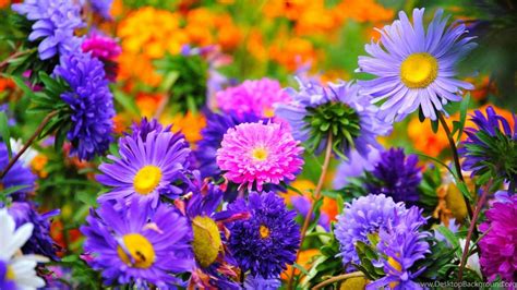 Rare And Late Summer Flowers Pictures And High Resolution ... Desktop Background