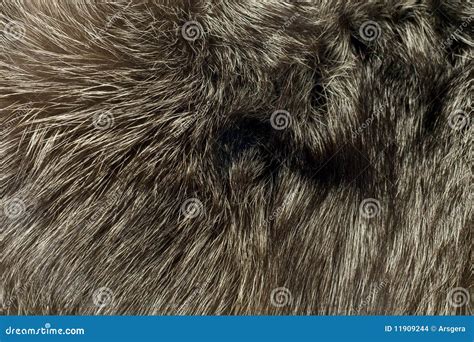 Background - Beautiful Polar Fox Fur Stock Photo - Image of stripe, animal: 11909244