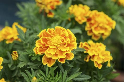 Marigold Plants Not Flowering - Reasons Marigolds Are Not Blooming