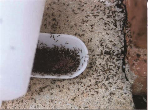 Little Black Ants: How to Get Rid of Small / Tiny Black Ants