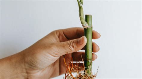 Lucky bamboo propagation guide - Plant Propagation