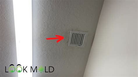 Can You Paint Over Mold on Drywall | Lookmold