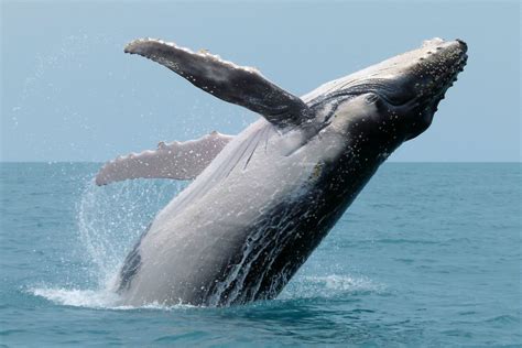 Humpback whale – Australian Antarctic Program