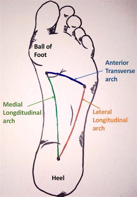 The Arches of the Foot - Longitudinal - Transverse - TeachMeAnatomy