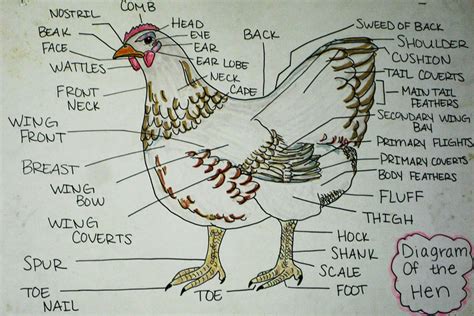 The Screaming Divas: Anatomy of a Hen