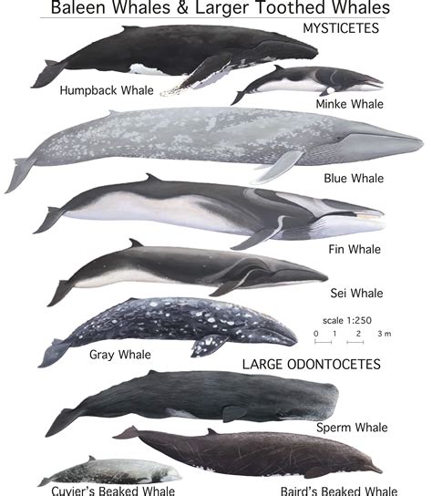 Different Types of Whales With Pictures on Animal Picture Society | Types of whales, Whale ...