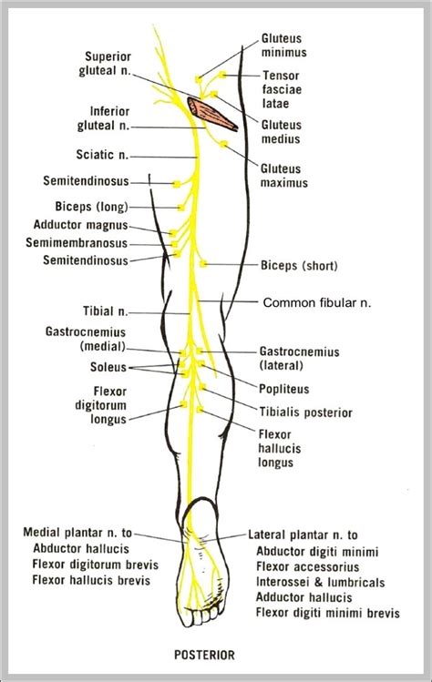 Muscles Diagrams Diagram Of Muscles And Anatomy Charts