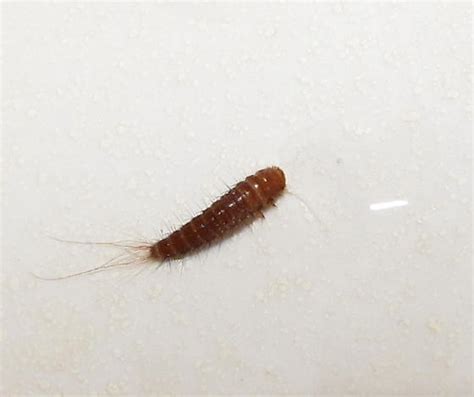 Warehouse Beetle Larvae