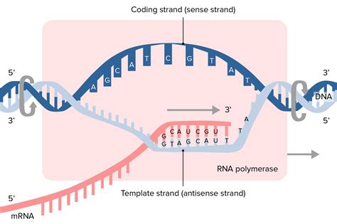 The Template For Rna Synthesis