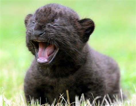 3-week-old baby Panther. : r/aww