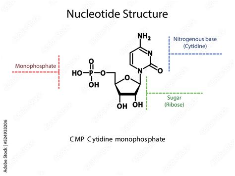 CMP Cytidine monophosphate Nucleotide molecular structure diagram on white background. DNA and ...