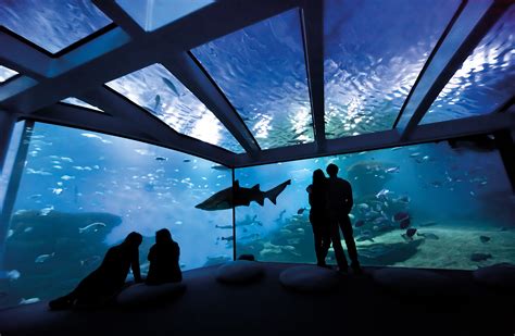 Palma Aquarium Entrance With Transfers 2023 Mallorca Viator | lupon.gov.ph