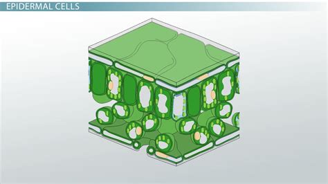Lower Epidermis of Leaf | Definition & Function - Video & Lesson Transcript | Study.com