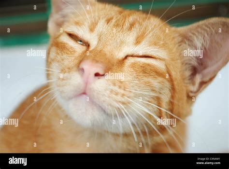 sleeping yellow cat Stock Photo - Alamy