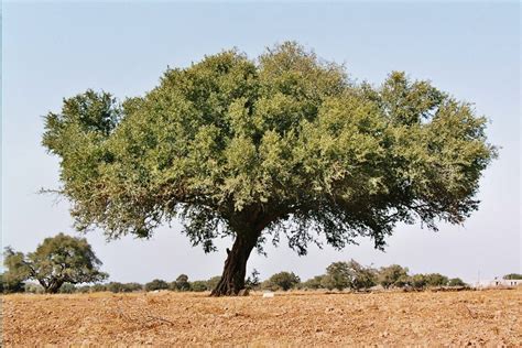 BEAUTIFUL YOU: Argan oil ~ from Morocco's Tree of Life