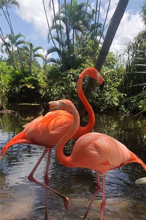 Where To See Flamingos In Florida - Hidden Gems & Top Spots