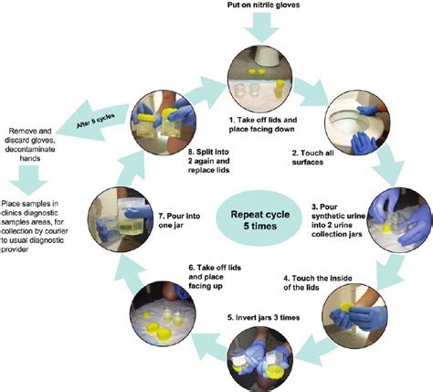 The method for simulation of collection of urine specimens using a... | Download Scientific Diagram