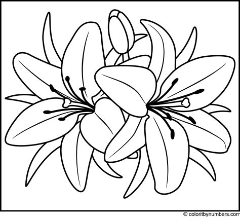 38 best ideas for coloring | Printable Lily Flower