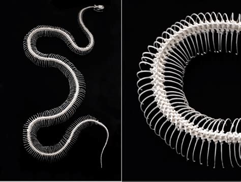 3: The skeleton of biological snakes consists of vertebrae, ribs, and a ...