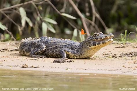 The Spectacled Caiman (Caiman Crocodilius) | MSEM in the Field