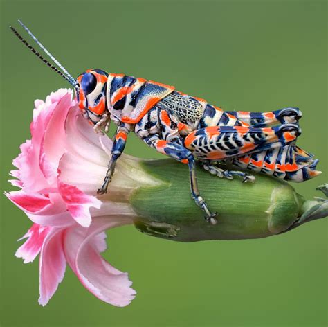 Amazing Photos of Insects That Will Change Your View of Our Little Friends