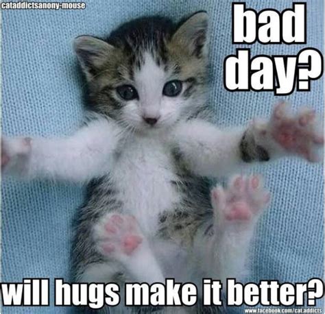 21 Adorable Cats Who Just Want A Hug | Cute animals, Kittens cutest ...