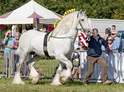 Shire Horse Breed Information, History, Videos, Pictures