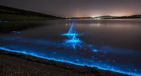 Bioluminescence: 'sea sparkles' light Tassie waters - Australian Geographic