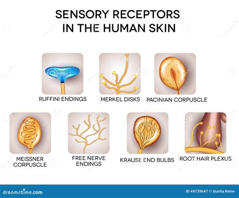 Sensory Receptors Human Skin Stock Illustrations – 60 Sensory Receptors Human Skin Stock ...