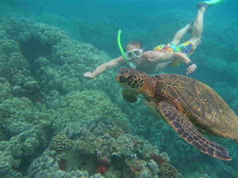 Snorkeling With The Turtles In Maui | Snorkeling | Pinterest