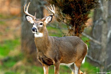 White-Tailed Deer - Pets