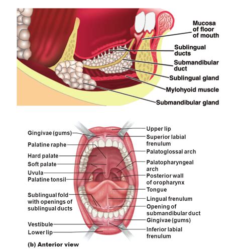 Head and Neck Anatomy: Sublingual Salivary Gland