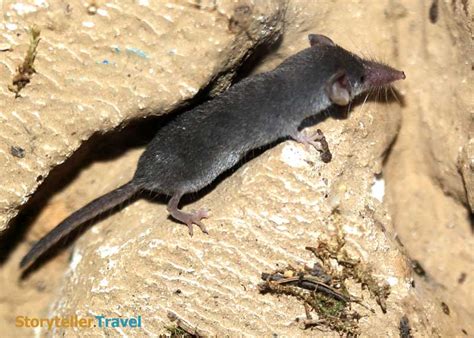 14 Etruscan Shrew Facts: World's Smallest Mammal (Non-Flying) | Storyteller Travel