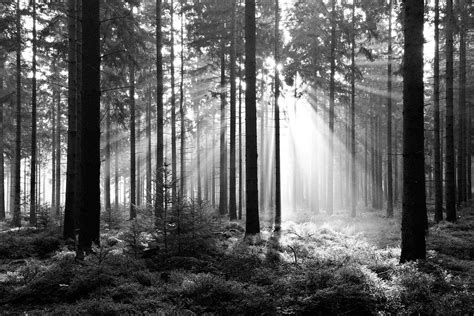 Black and White Forest Wallpaper - WallpaperSafari