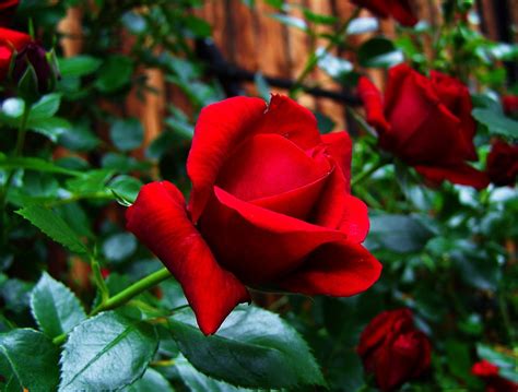 Red Rose Garden - Free photo on Pixabay - Pixabay