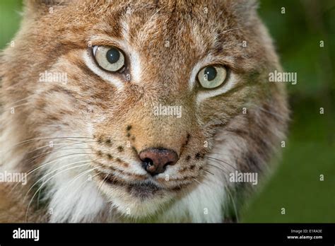 close-up portrait of the face of a lynx Stock Photo - Alamy