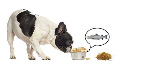 The Truth About Salmon Meal in Dog Food | DogLikesBest