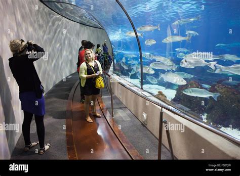 Tunnel in Barcelona Aquarium ocean fish tank in Barcelona, Catalonia, Spain Stock Photo - Alamy