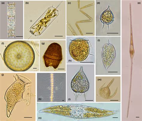 Phytoplankton Images