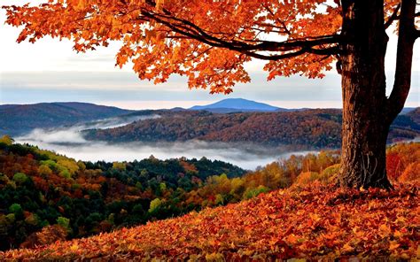 fall, Landscape, Trees, Hills, Leaves Wallpapers HD / Desktop and Mobile Backgrounds