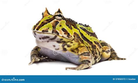 Argentine Horned Frog Or Pac-man Frog Is Most Common Species Of Horned Frog, From The Grasslands ...