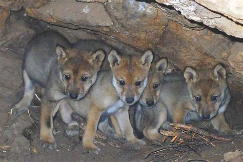 Captive-Bred Wolf Pups Introduced to Wild | California Wolf Center