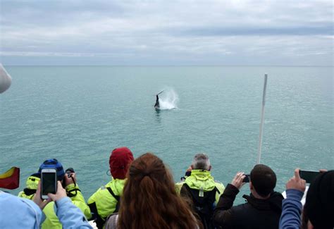 Whale Watching Reykjavik - Whale watching tour in Reykjavik Iceland