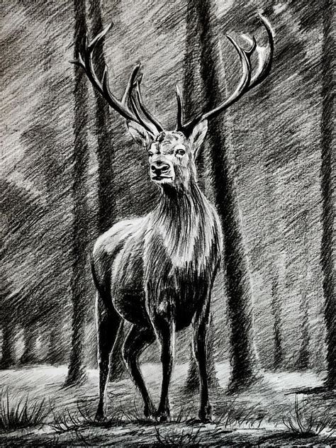 Deer in a forest drawing charcoal and pencil Drawing by Art Tyshenko | Pixels